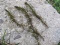 Elodea canadensis